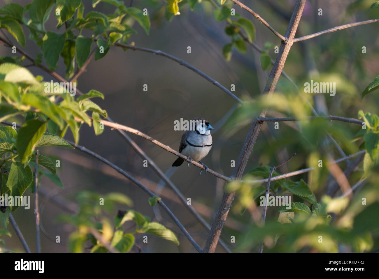 Le double de prescription finch (Taeniopygia bichenovii) est un serpents de la savane sèche, tropical (Lowland) habitats arbustives et des prairies sèches Banque D'Images
