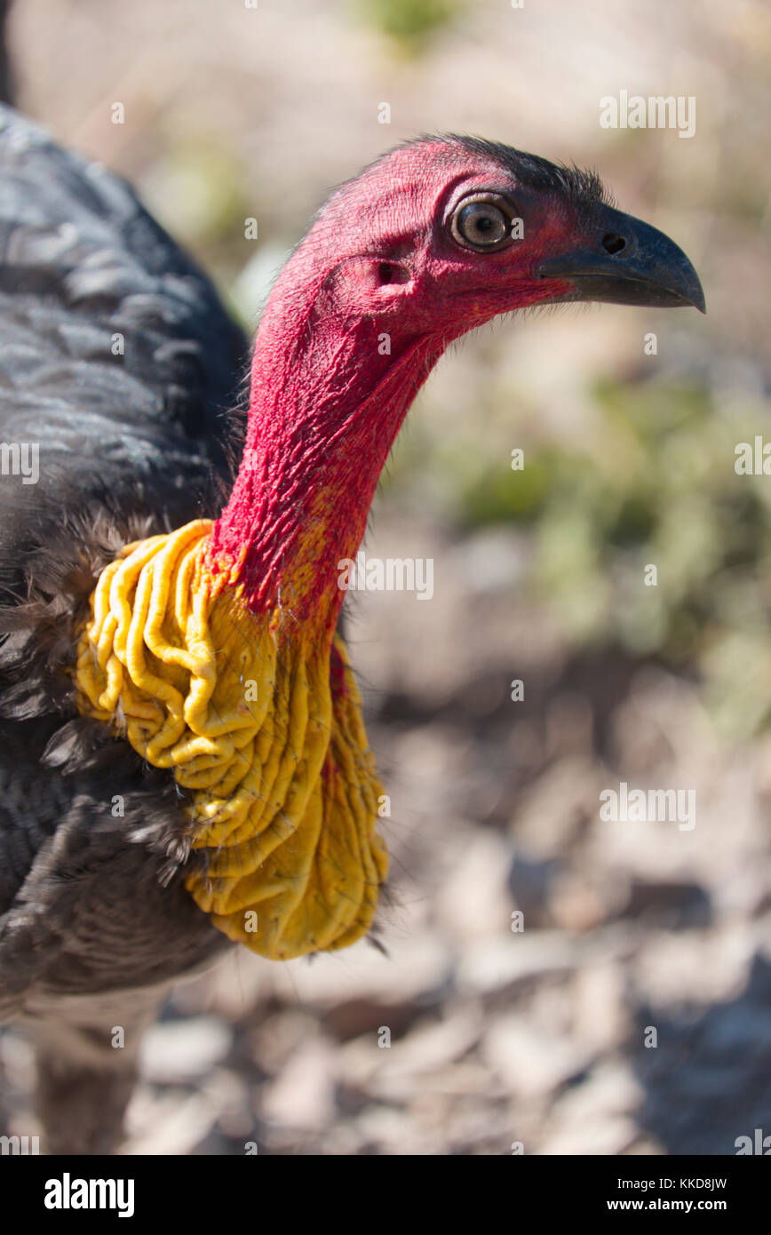 La colombe pygmée ou australien (Francolinus lathami), aussi appelé la Turquie Turquie bush ou scrub Banque D'Images