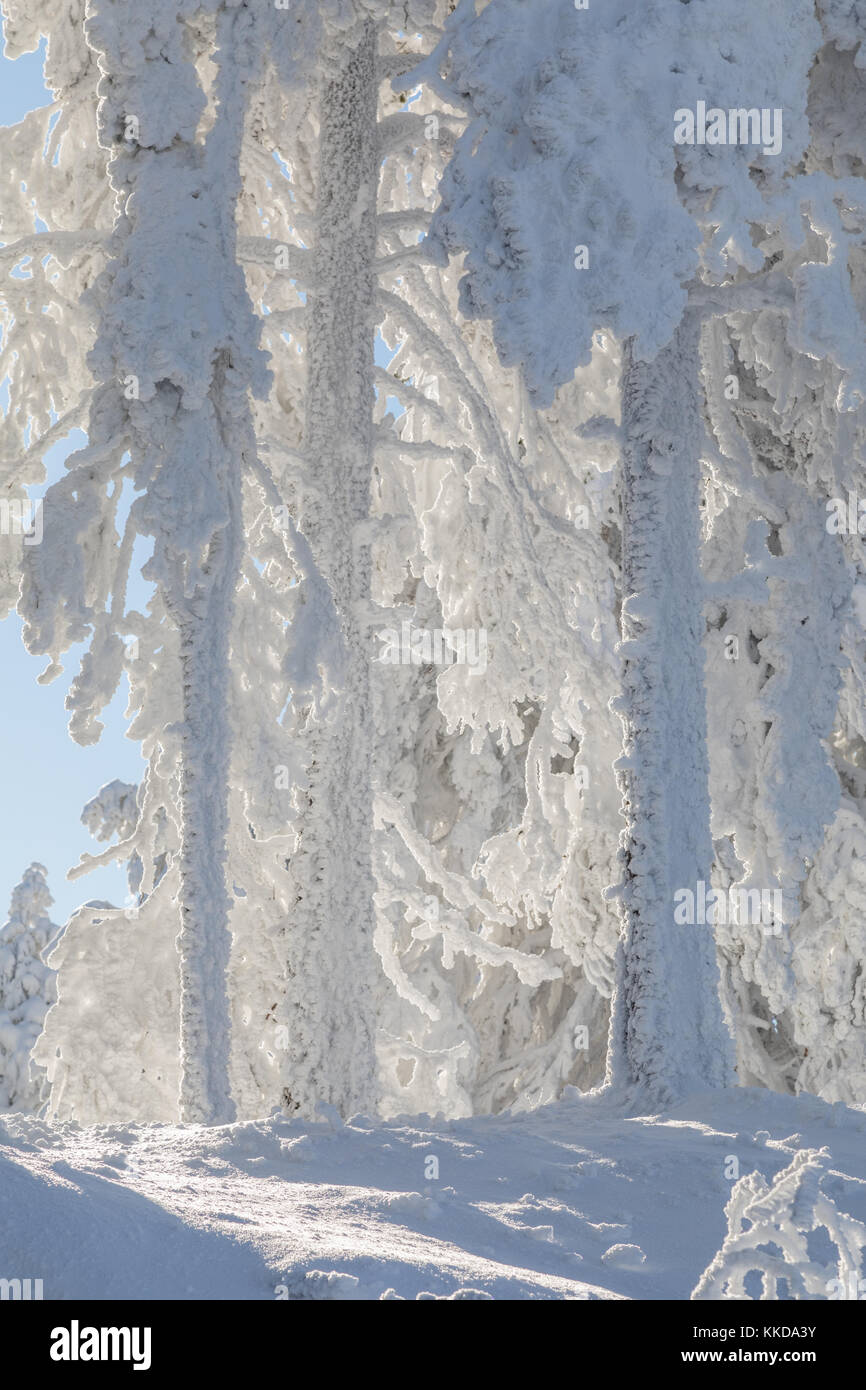 Même les troncs des arbres avec des couverts dans la neige des conditions venteuses Banque D'Images