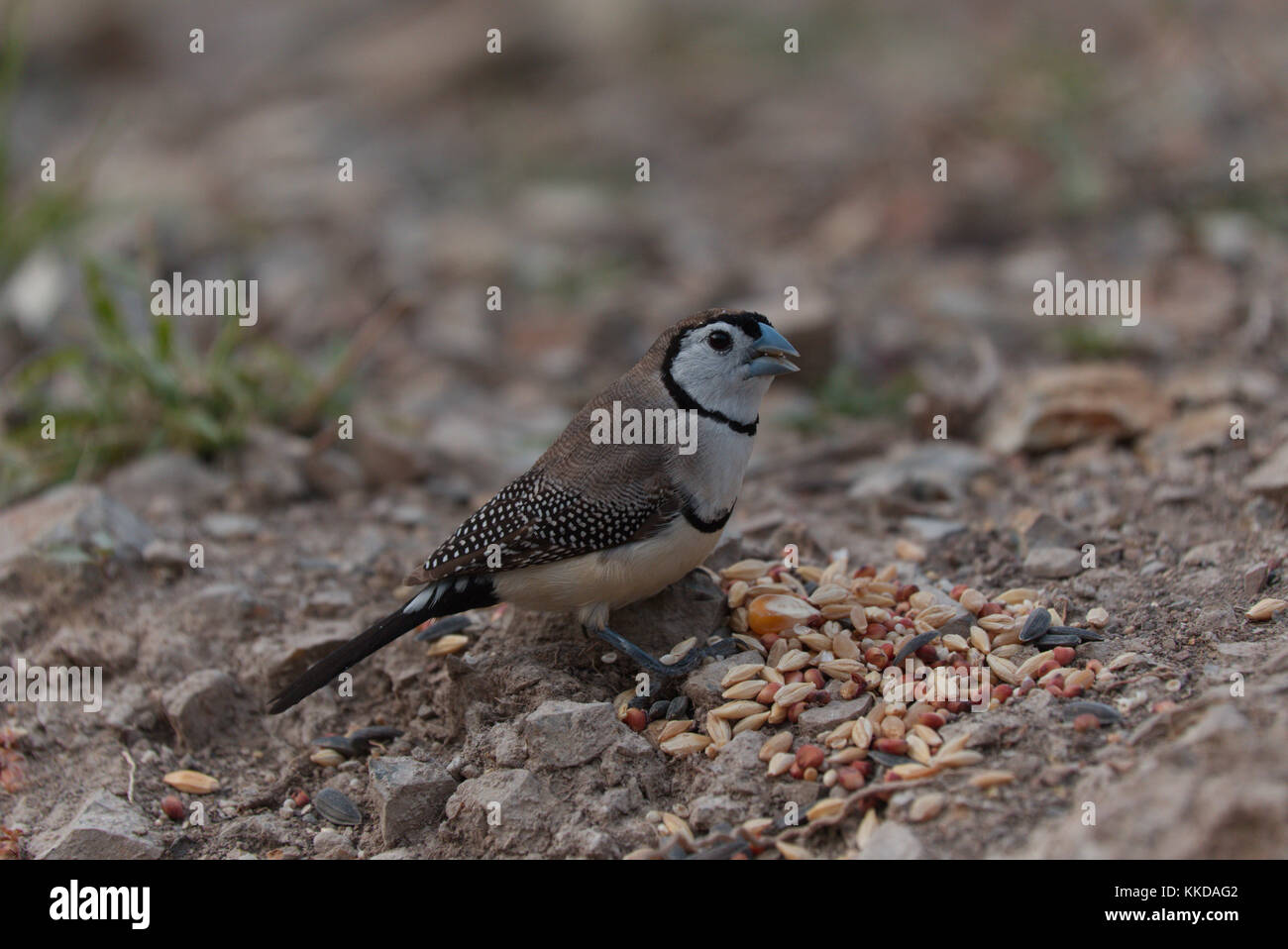 Le double de prescription finch (Taeniopygia bichenovii) est un serpents de la savane sèche, tropical (Lowland) habitats arbustives et des prairies sèches Banque D'Images