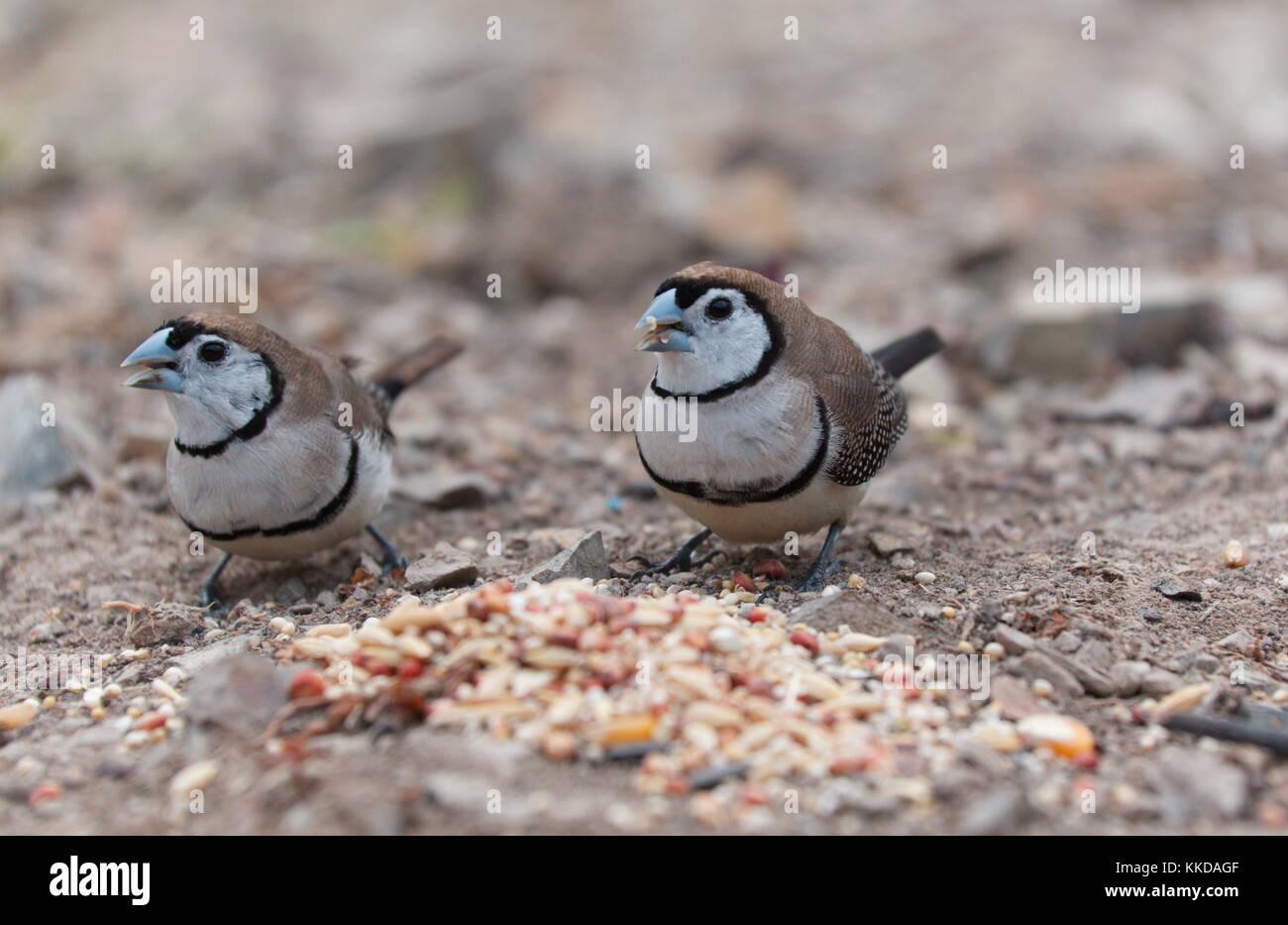 Le double de prescription finch (Taeniopygia bichenovii) est un serpents de la savane sèche, tropical (Lowland) habitats arbustives et des prairies sèches Banque D'Images