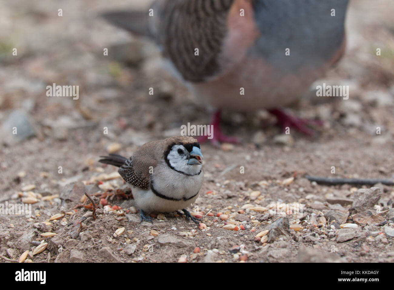 Le double de prescription finch (Taeniopygia bichenovii) est un serpents de la savane sèche, tropical (Lowland) habitats arbustives et des prairies sèches Banque D'Images