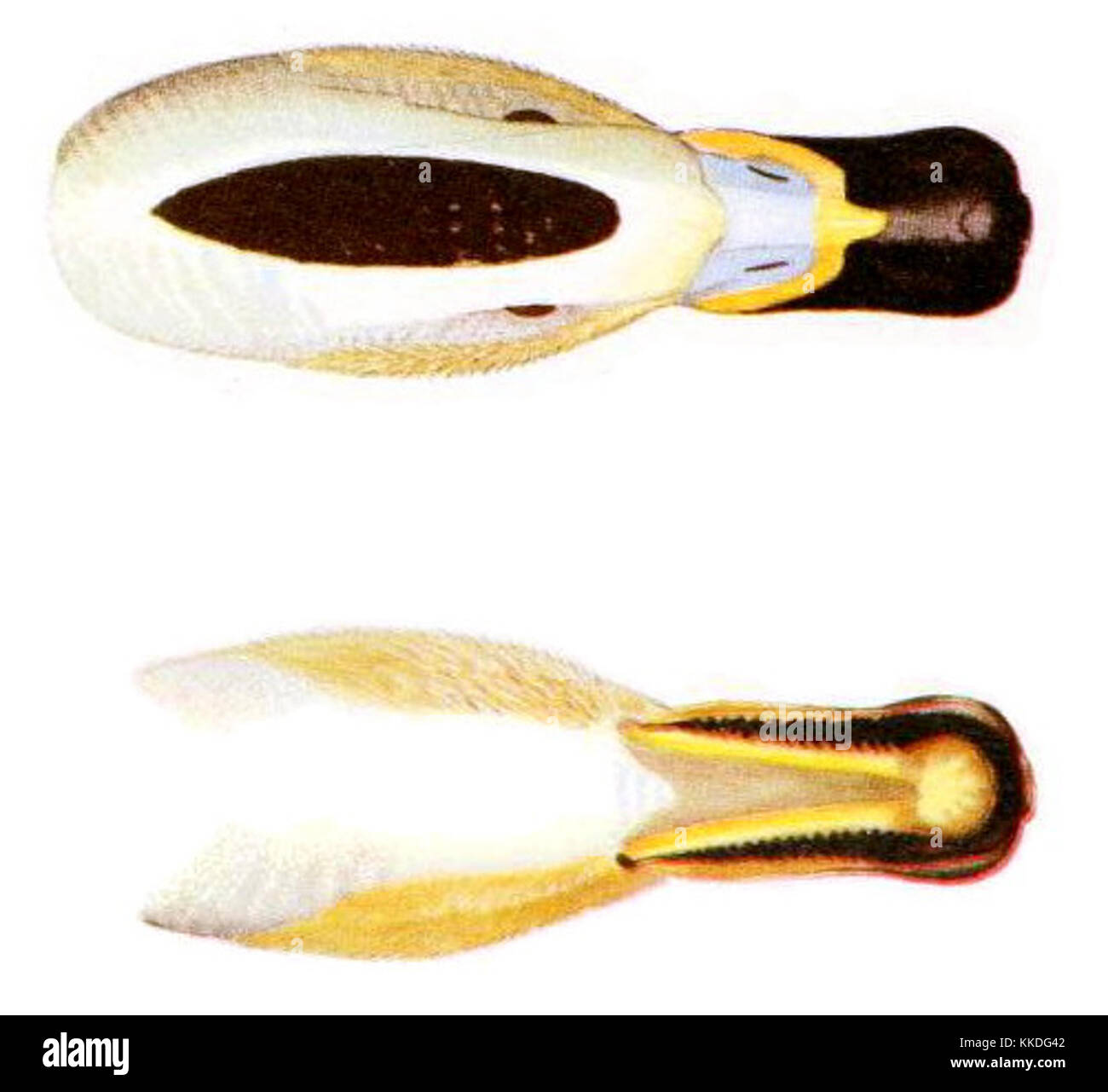 LabradoriusSmithMiscCollecV Camptorhynchus135N7P0304B1 Banque D'Images
