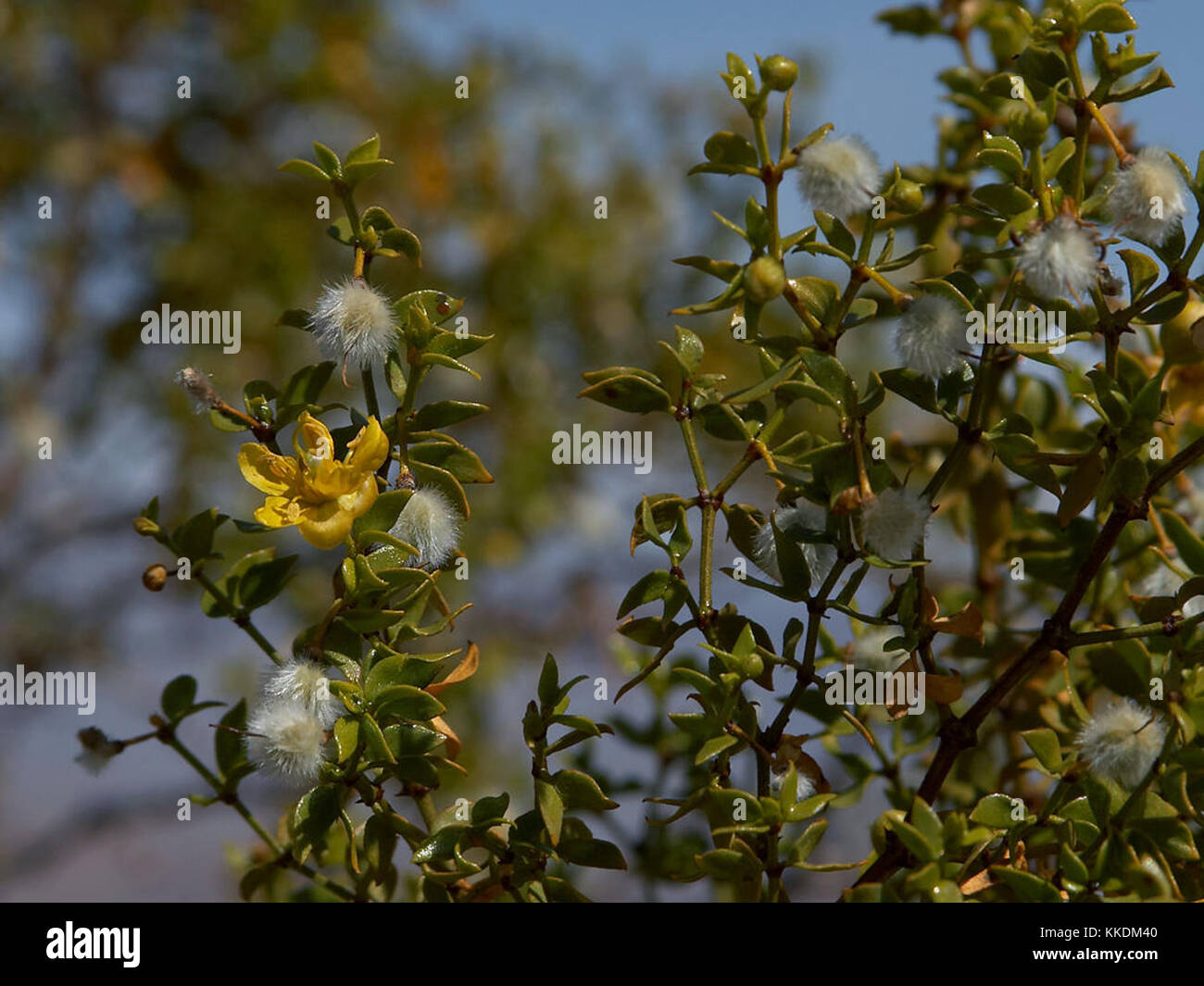 Bg 040806 02 Caille Banque D'Images