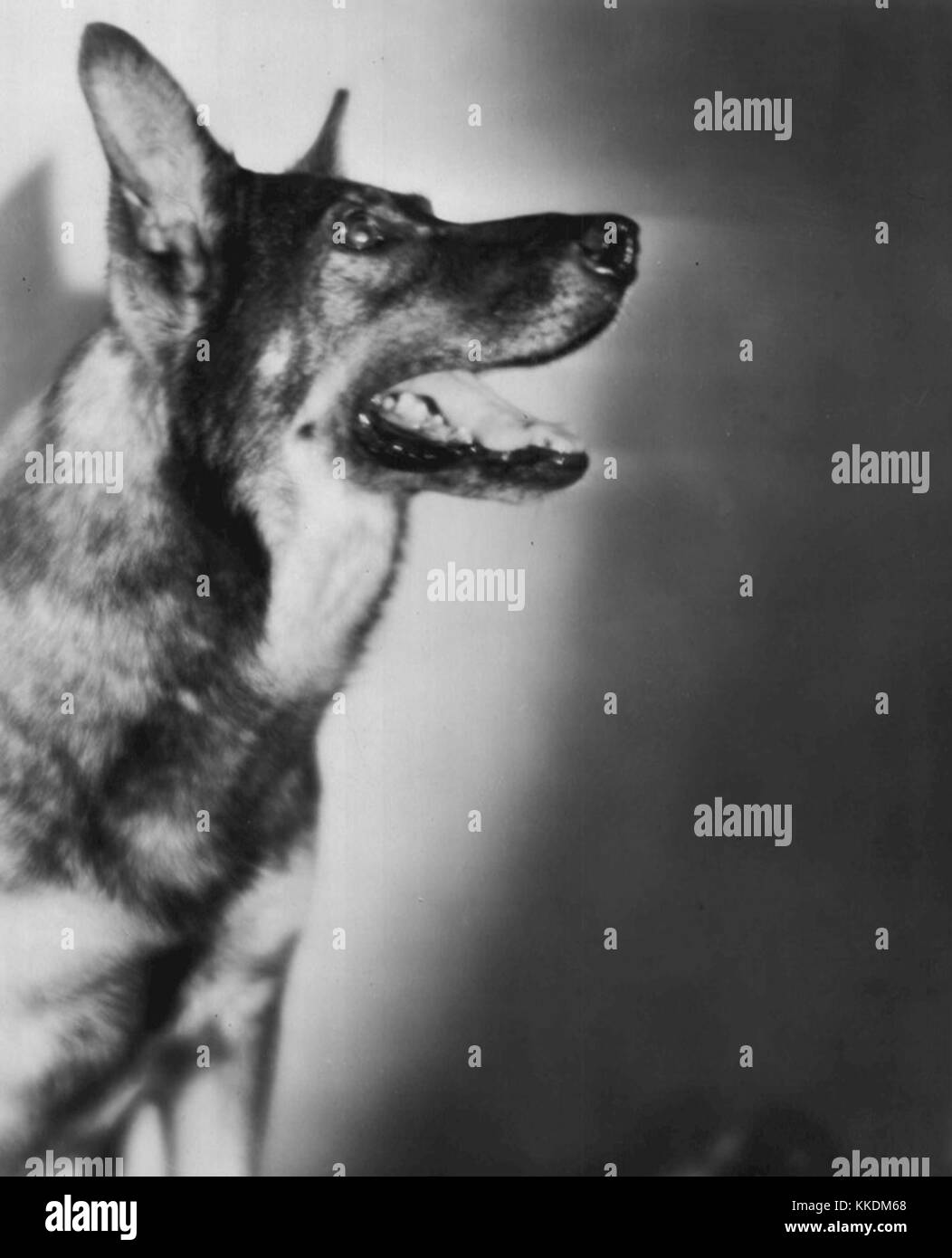 Rin Tin Tin 1929 Banque D'Images