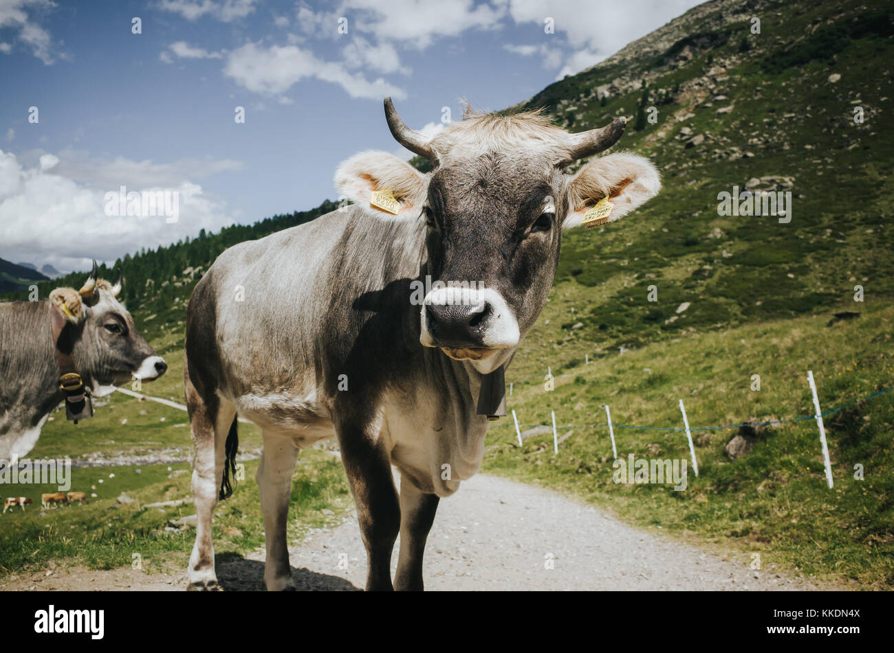 Les vaches à la caméra en Banque D'Images
