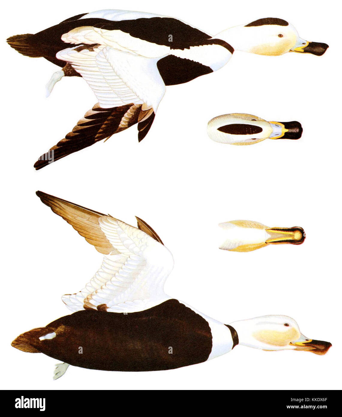 LabradoriusSmithMiscCollecV Camptorhynchus135N7P0304AA Banque D'Images