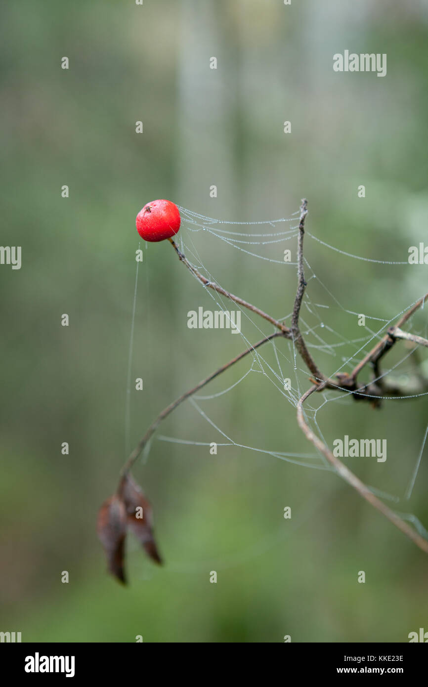 Rowan berry et humide d'araignée Banque D'Images