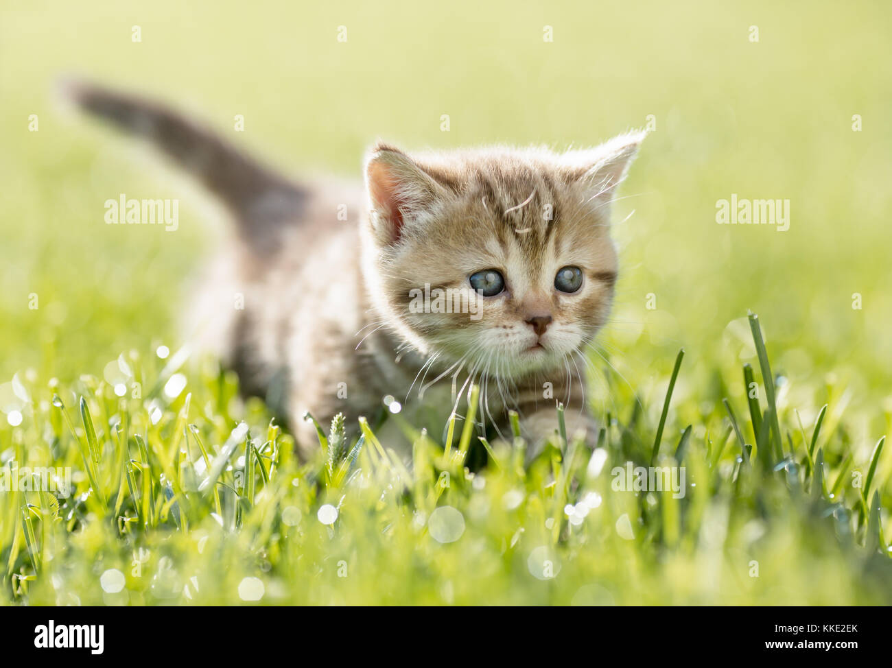 Chaton dans l'herbe verte Banque D'Images
