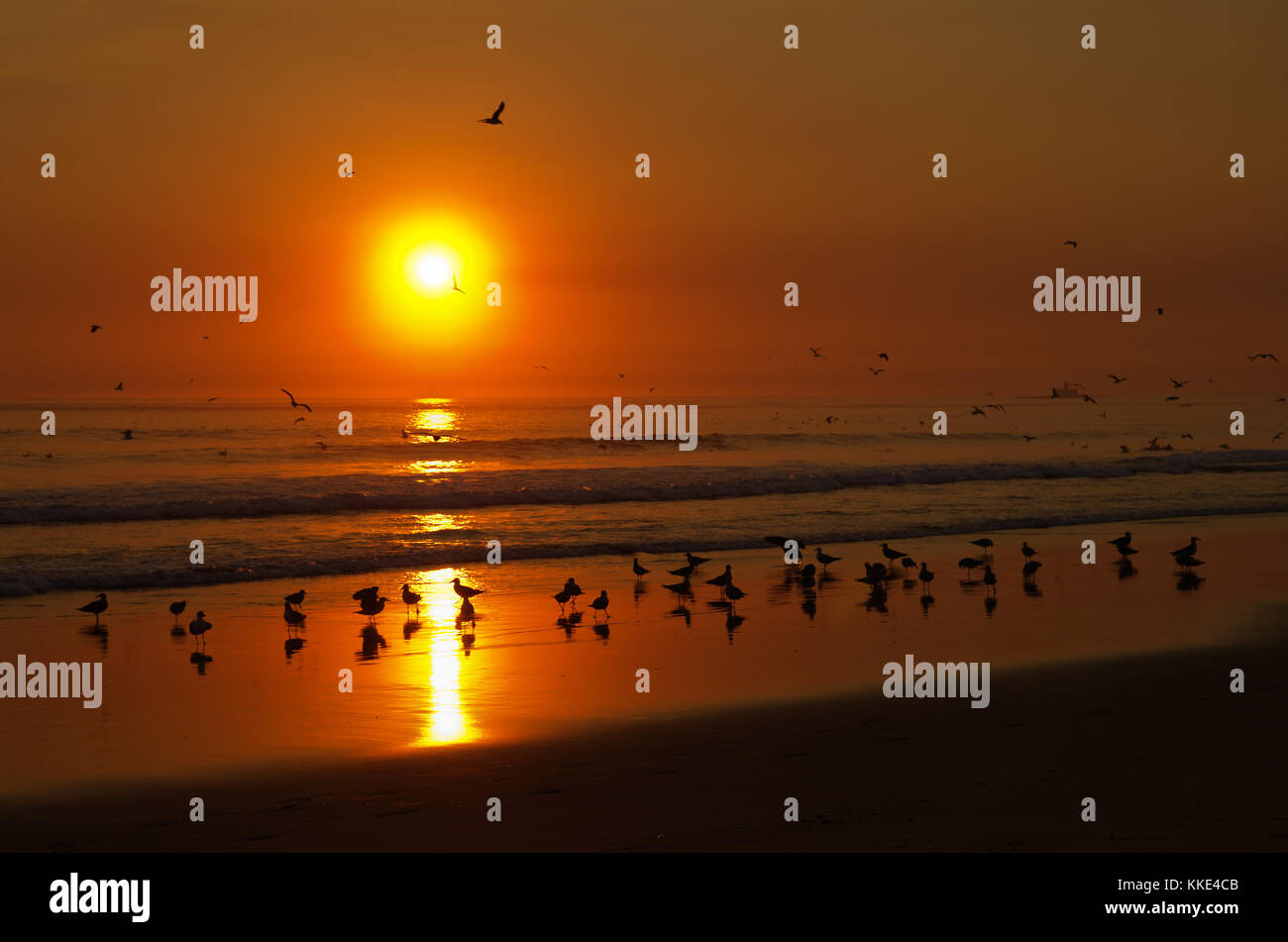 Mouettes fixées et jouer à la plage de l'eau avant un coucher du soleil orange, les vagues de l'océan et d'autres oiseaux volant. costa da caparica, Lisbonne, po Banque D'Images