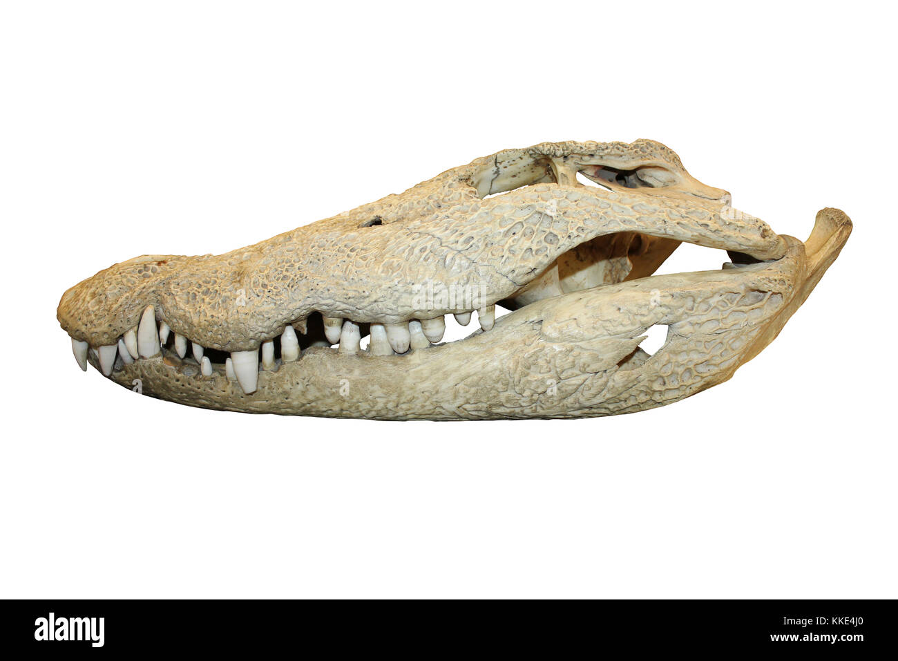 Crâne de crocodile du Nil Banque D'Images