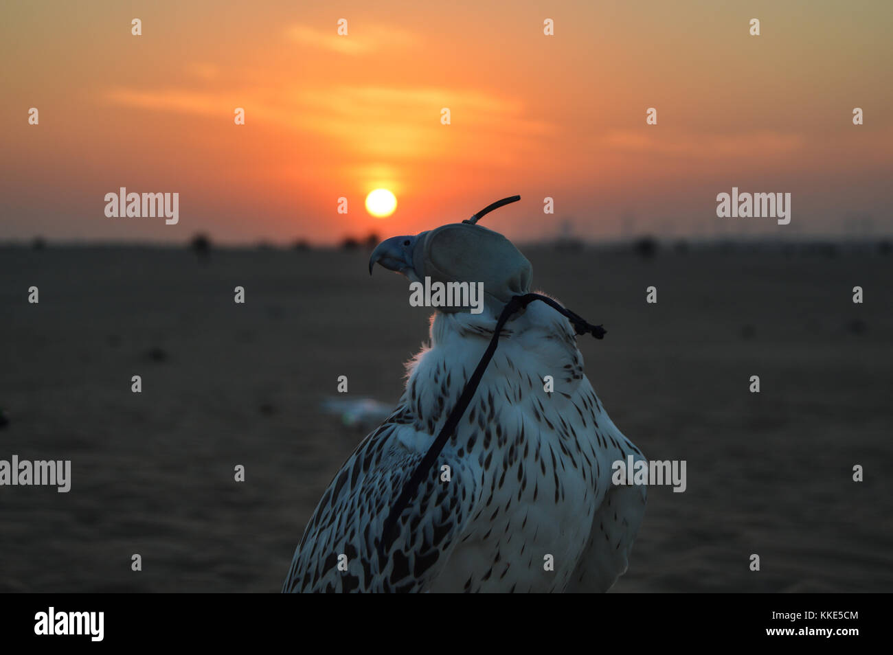 Les yeux bandés un pèlerin dans le désert de Dubaï au coucher du soleil. Banque D'Images