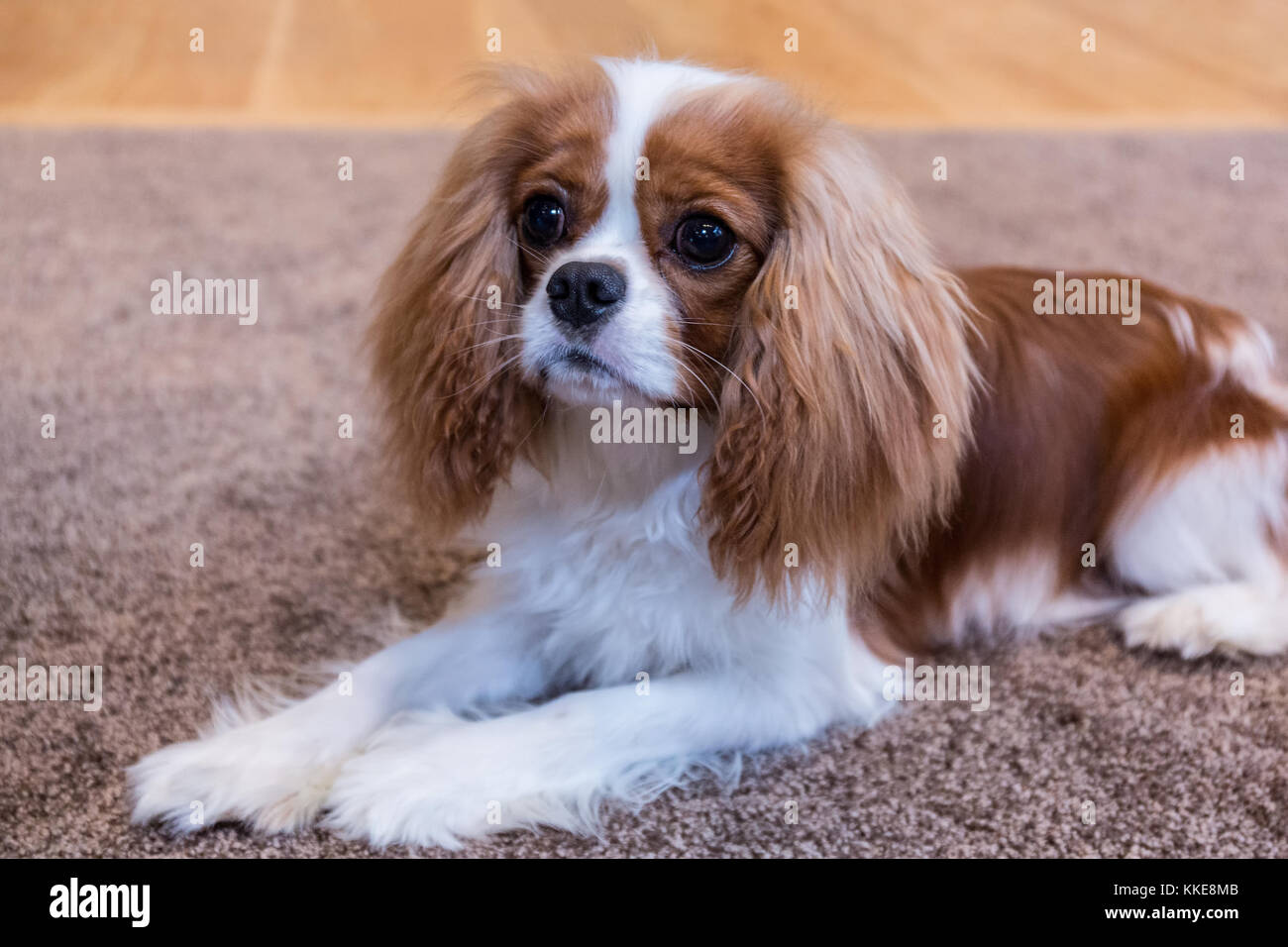 Cavalier King Charles Spaniel puppy 'Bode' couchée sur le tapis à Maple Valley, Washington, USA Banque D'Images