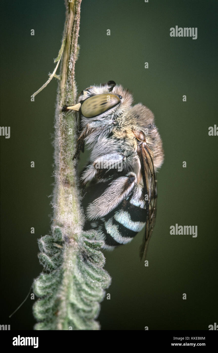 À l'Australie (abeille Amegilla sp.) dormir sur bush lavande Banque D'Images
