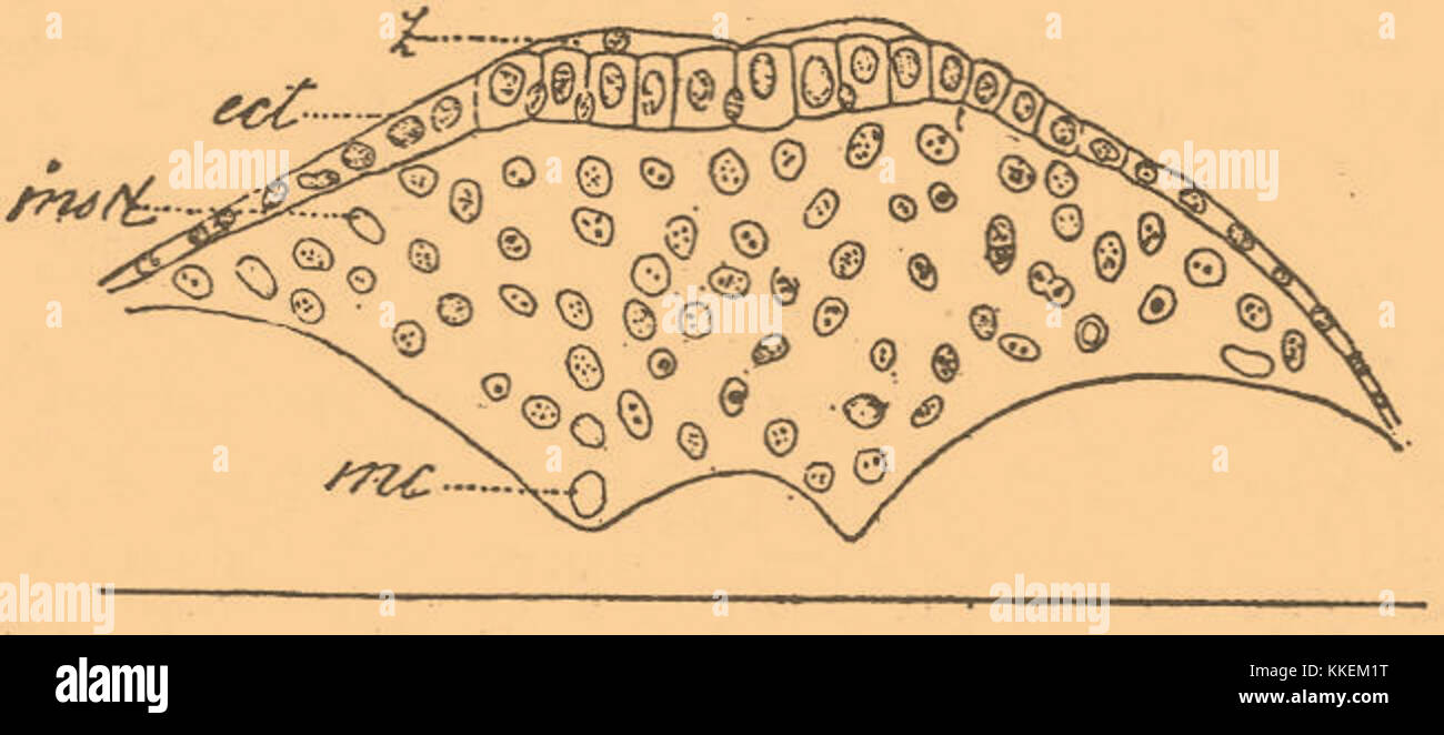 Le *Brockhaus-Efron Experimental Embryology* est un travail scientifique dans le domaine de la biologie expérimentale. Il se concentre sur l'étude de l'embryologie, ses principes et les méthodes expérimentales dans la recherche biologique. Banque D'Images