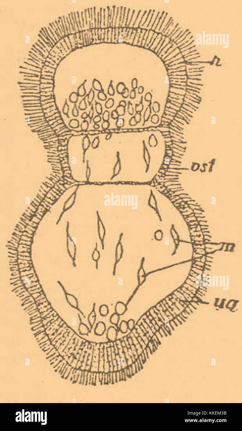 Une entrée de l'Encyclopédie Brockhaus-Efron détaillant le concept scientifique de l'exogastrula, un phénomène biologique lié au développement précoce de certains organismes. Banque D'Images