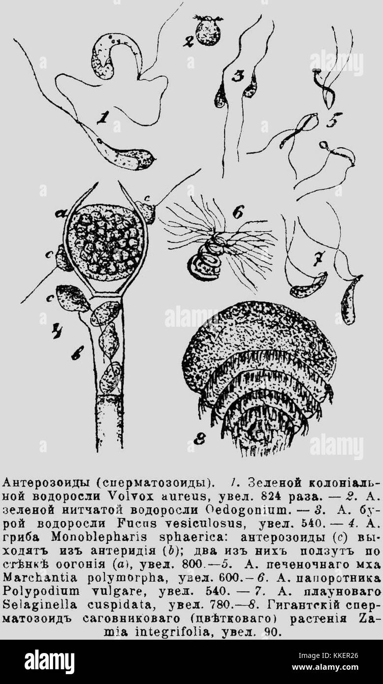 Ceci est une entrée du dictionnaire encyclopédique Brockhaus-Efron, qui se concentre spécifiquement sur 'Anterozoidy', un terme de biologie lié aux cellules reproductrices. Banque D'Images