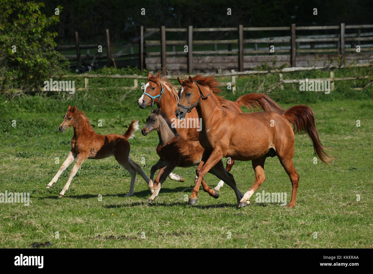 Collier Jument Et Poulain Au Galop Deux Tons Finishing Touch – Neuf Avec Emballage