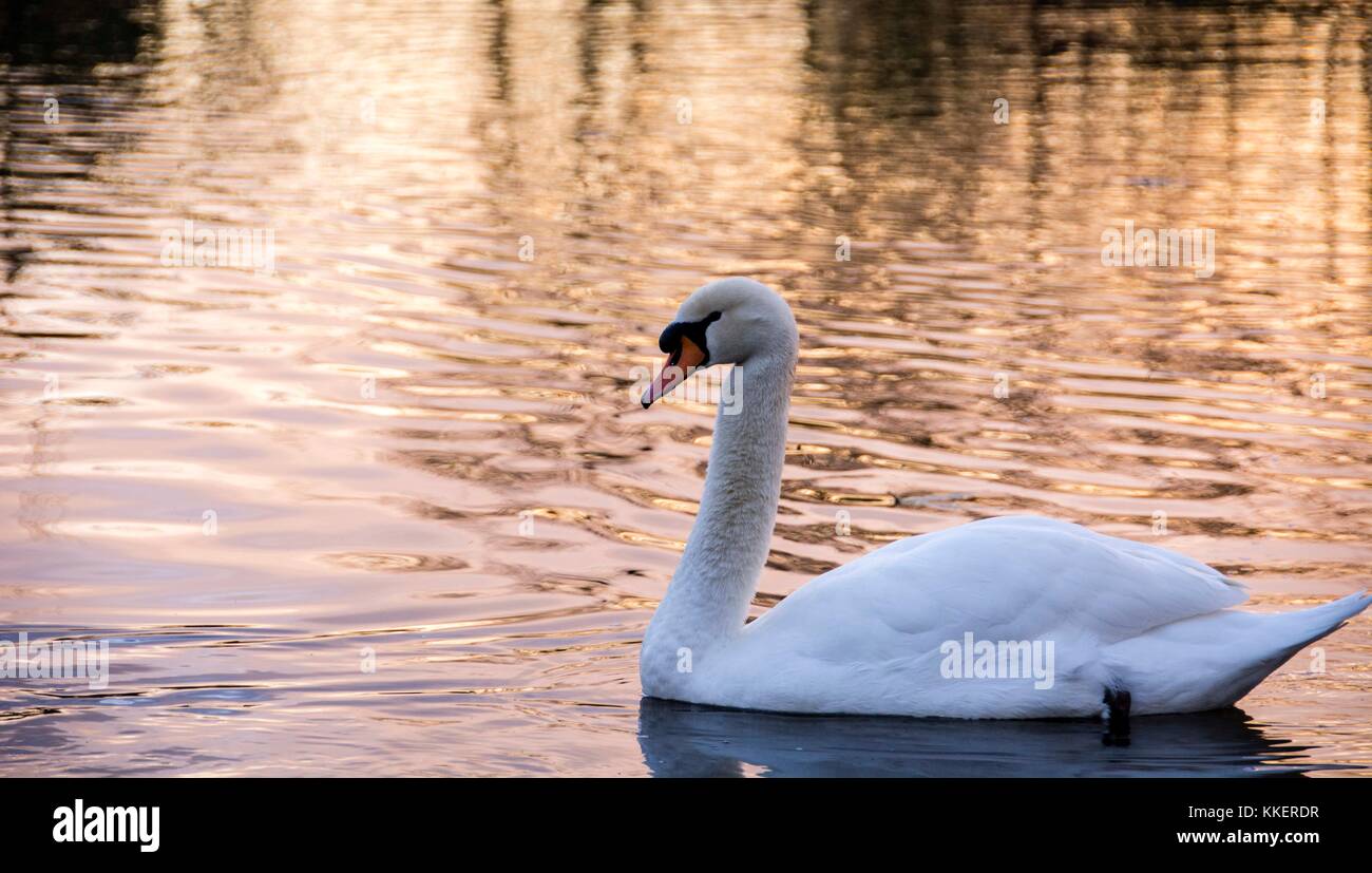 Le Swan flotte gracieusement dans un étang du Marriott Village d'Île-de-France. Banque D'Images