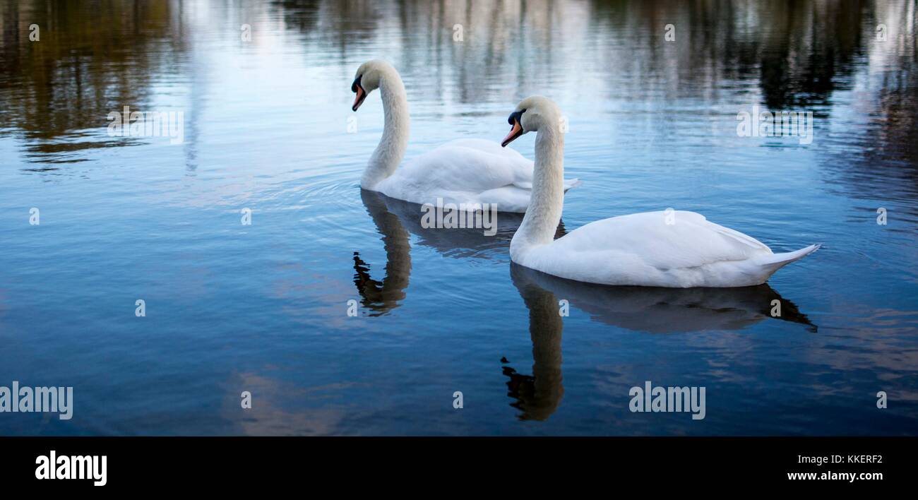 Une paire de cygnes flottent gracieusement dans un étang du Marriott Village d'Île-de-France. Swan représente souvent une relation calme et romantique. Banque D'Images