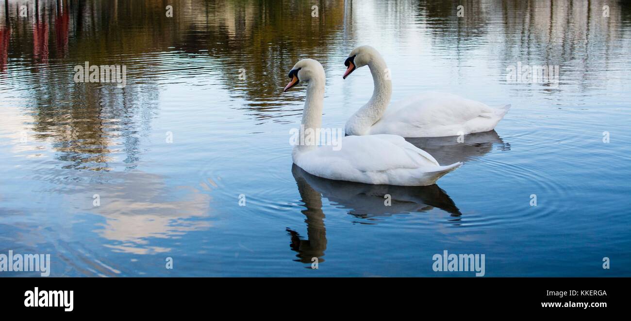 Un couple aimant de cygnes flottent gracieusement dans un étang du Marriott Village d'Île-de-France. Swan représente souvent une relation romantique. Banque D'Images