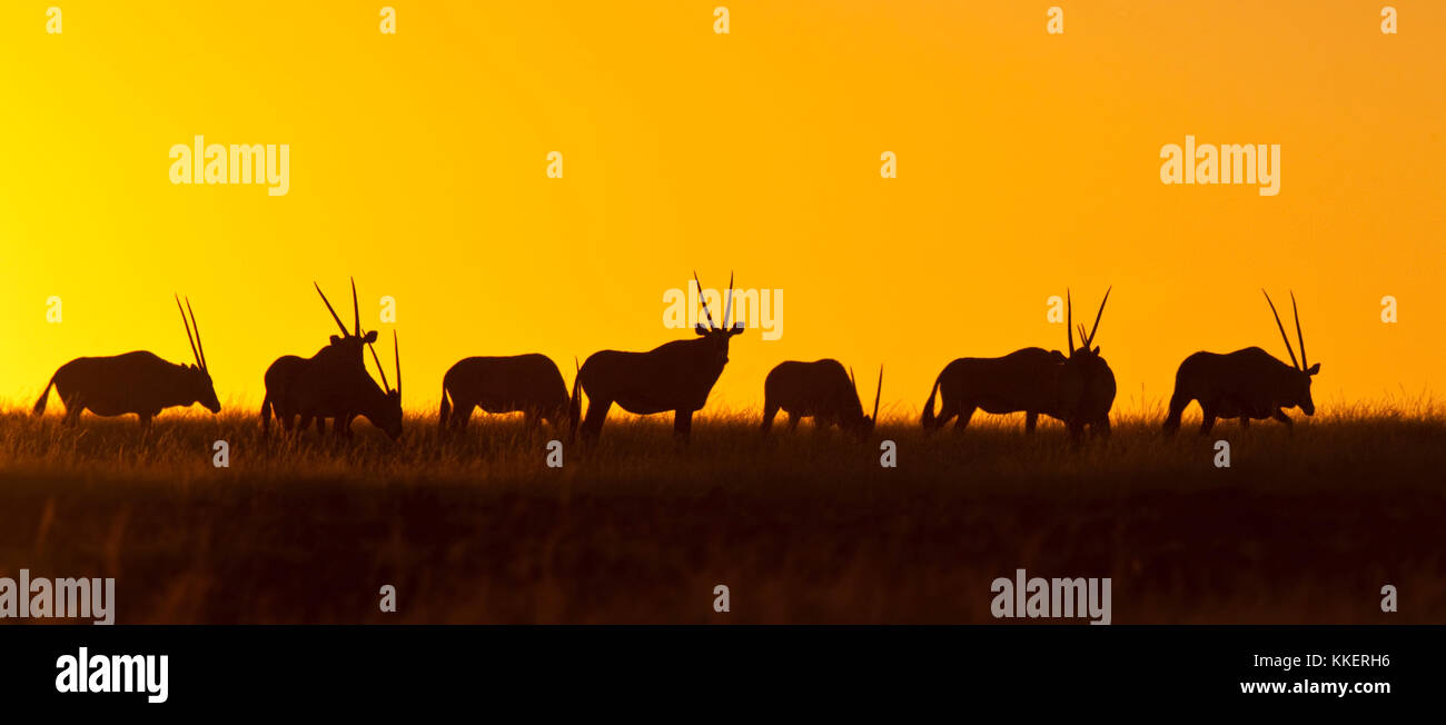 Un troupeau de gemsbok (Oryx gazella) au coucher du soleil dans le Damaraland en Namibie Banque D'Images
