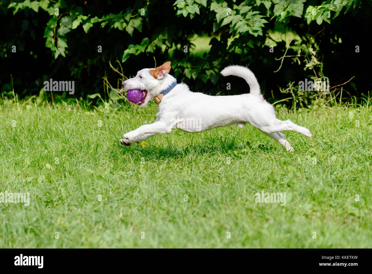 Vue latérale du chien qui court sur l'herbe verte jouant avec purple ball Banque D'Images