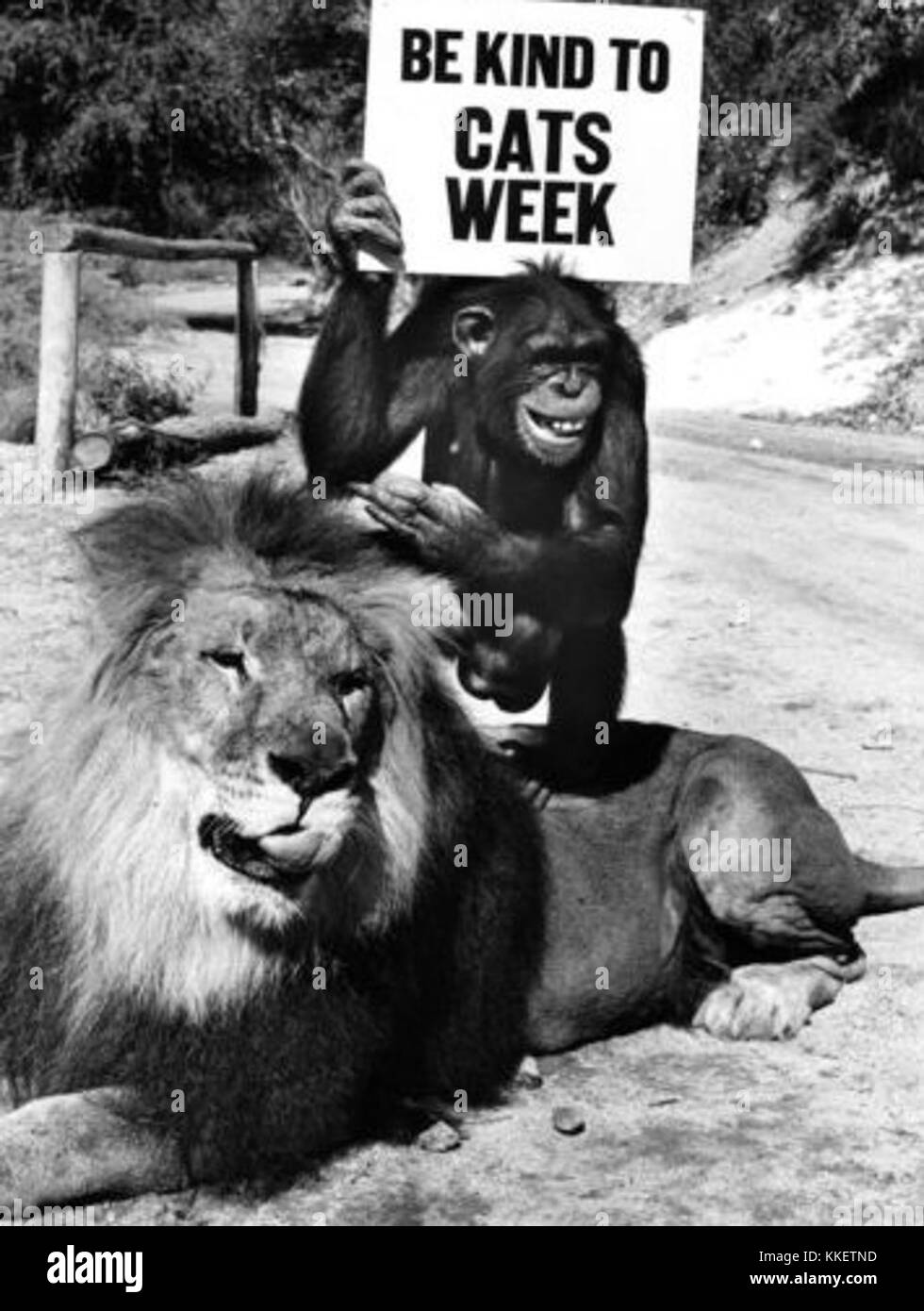 Daktari était une série télévisée populaire dans les années 1960 Clarence et Judy, personnages de la série, faisaient partie de la série qui se déroulait en Afrique, où ils travaillaient avec la faune, dépeignant les efforts de conservation de l'époque. Banque D'Images Daktari était une série télévisée populaire dans les années 1960 Clarence et Judy, personnages de la série, faisaient partie de la série qui se déroulait en Afrique, où ils travaillaient avec la faune, dépeignant les efforts de conservation de l'époque. Banque D'Images