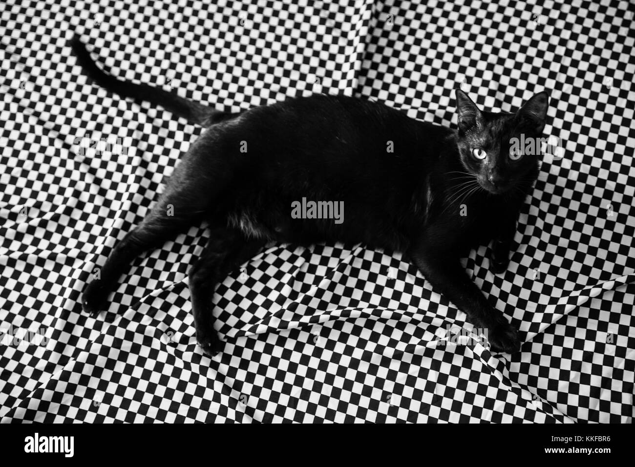 Chat noir dans le studio de photographie d'art Banque D'Images