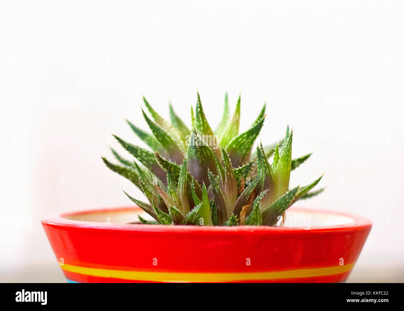 Petite plante grasse dans un pot en céramique colorée contre le mur blanc Banque D'Images