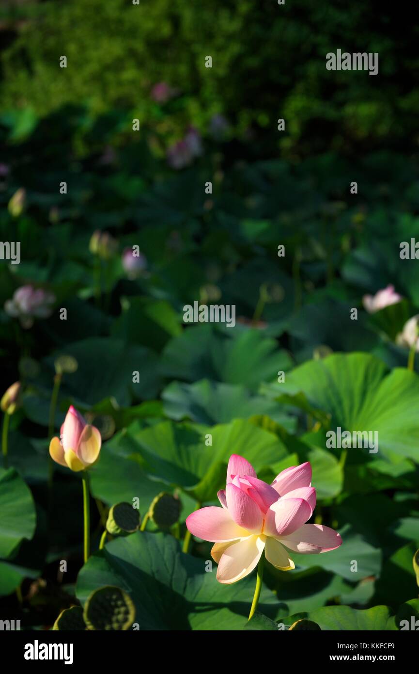 Lotus nénuphar sacré plantes fleurs Les fleurs et les feuilles de classement soft focus sur étang piscine surface. Vert blanc rose Banque D'Images