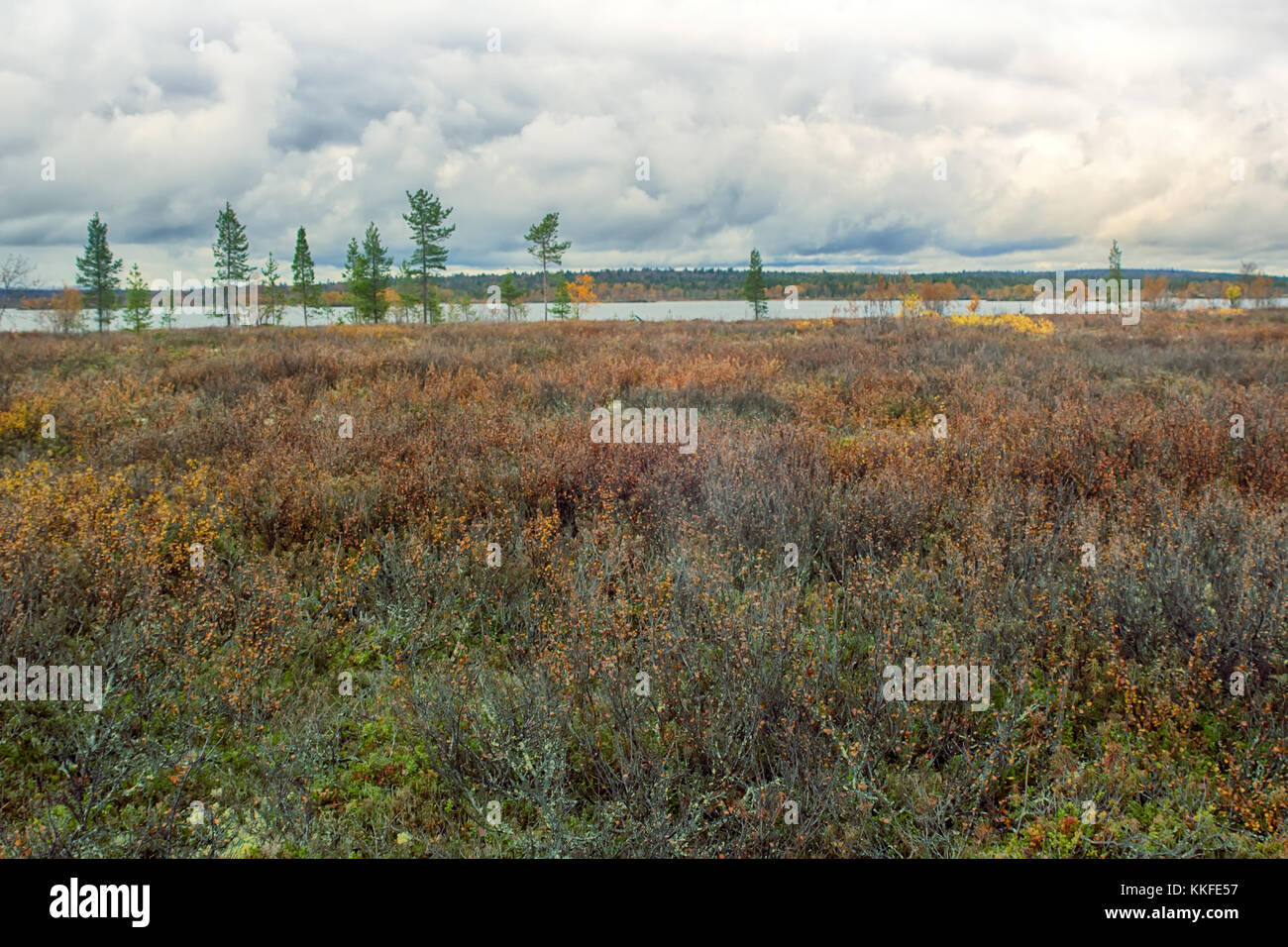 Forêt d'automne, Lake Country et la tourbière de la zone de la taïga, le bouleau glanduleux, Betula nana. Scandinavie, Laponie Banque D'Images