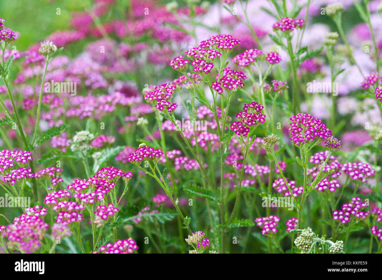 L'Achillea millefolium CERISE REINE Banque D'Images