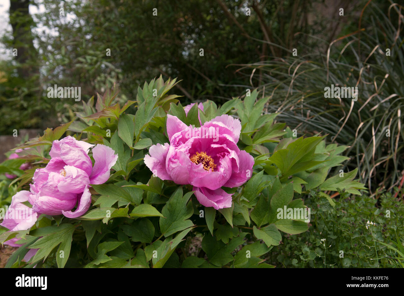 PAEONIA SUFFRUTICOSA YIN FEN JIN LING Banque D'Images