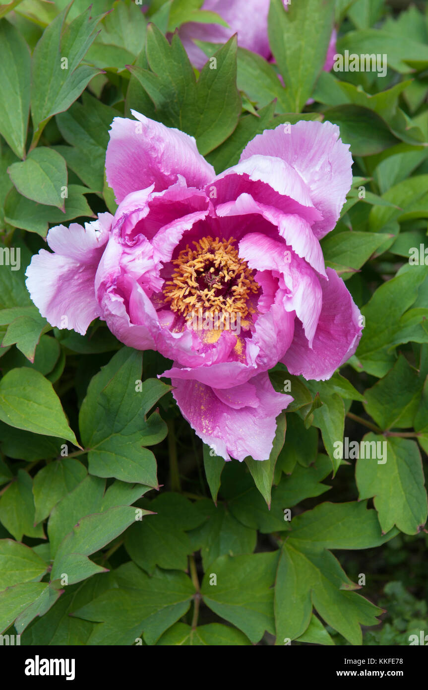 PAEONIA SUFFRUTICOSA YIN FEN JIN LING Banque D'Images