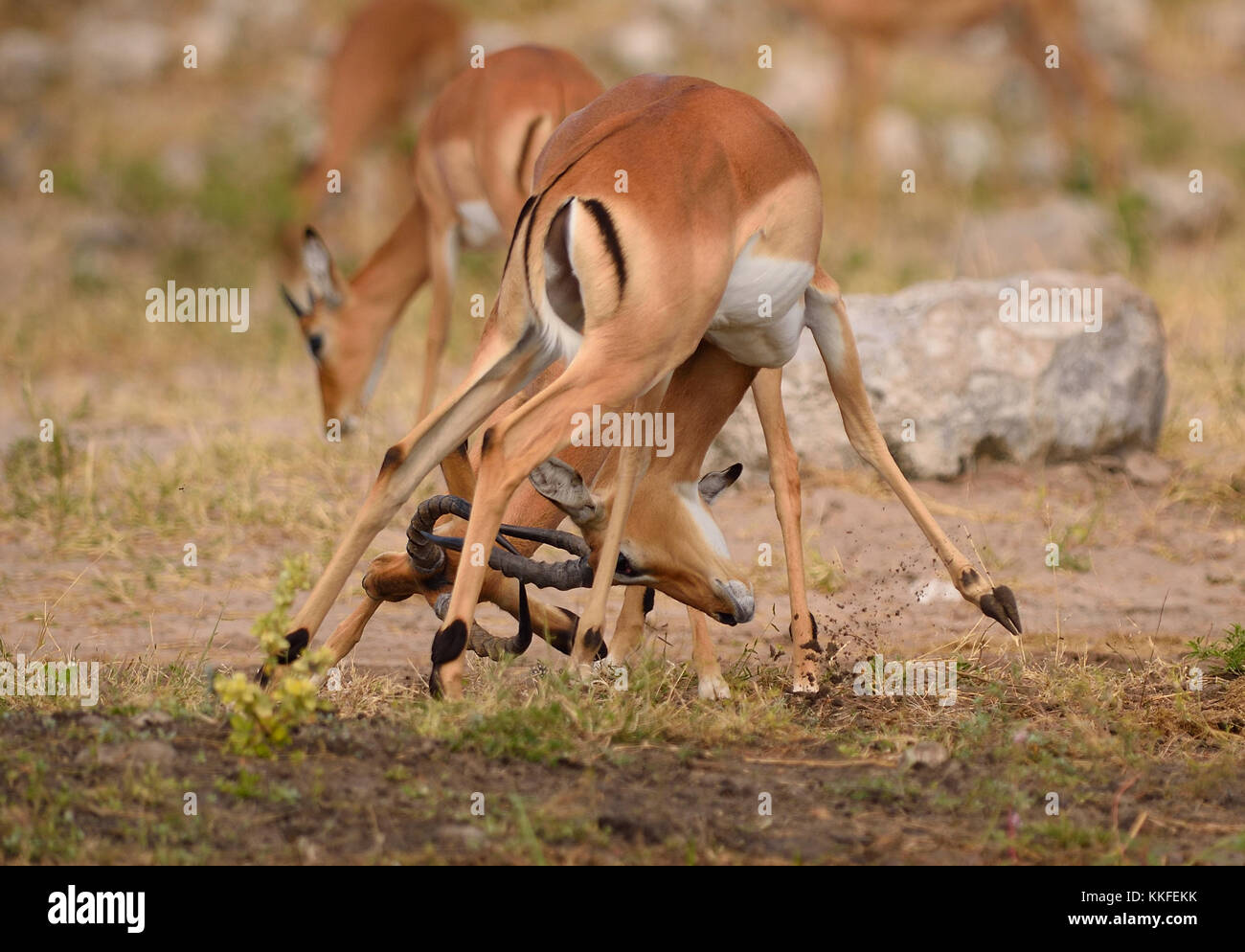 La faune sur la rivière Chobe, au Botswana Banque D'Images