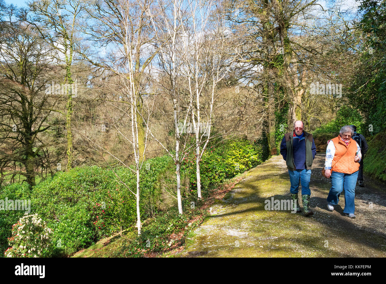 Marcher sur des bois boconnoc estate à Cornwall, Angleterre, Royaume-Uni. Banque D'Images