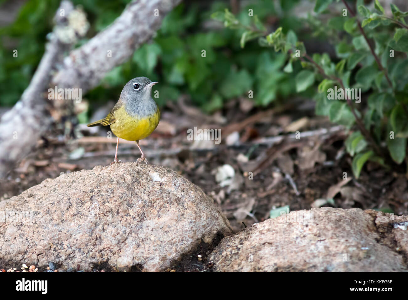 Paruline des buissons, un oiseau secret de la lisière de la forêt, perché sur un rocher dans le centre de la Californie. Banque D'Images