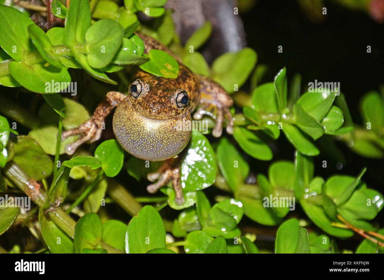 Mâle appelant Peron's tree frog (Litoria peronii), St Ives, Sydney, New South Wales, Australia Banque D'Images