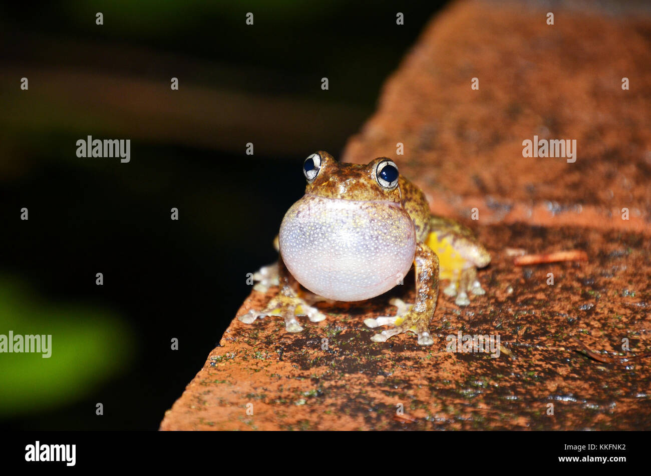Mâle appelant Peron's tree frog (Litoria peronii), St Ives, Sydney, New South Wales, Australia Banque D'Images