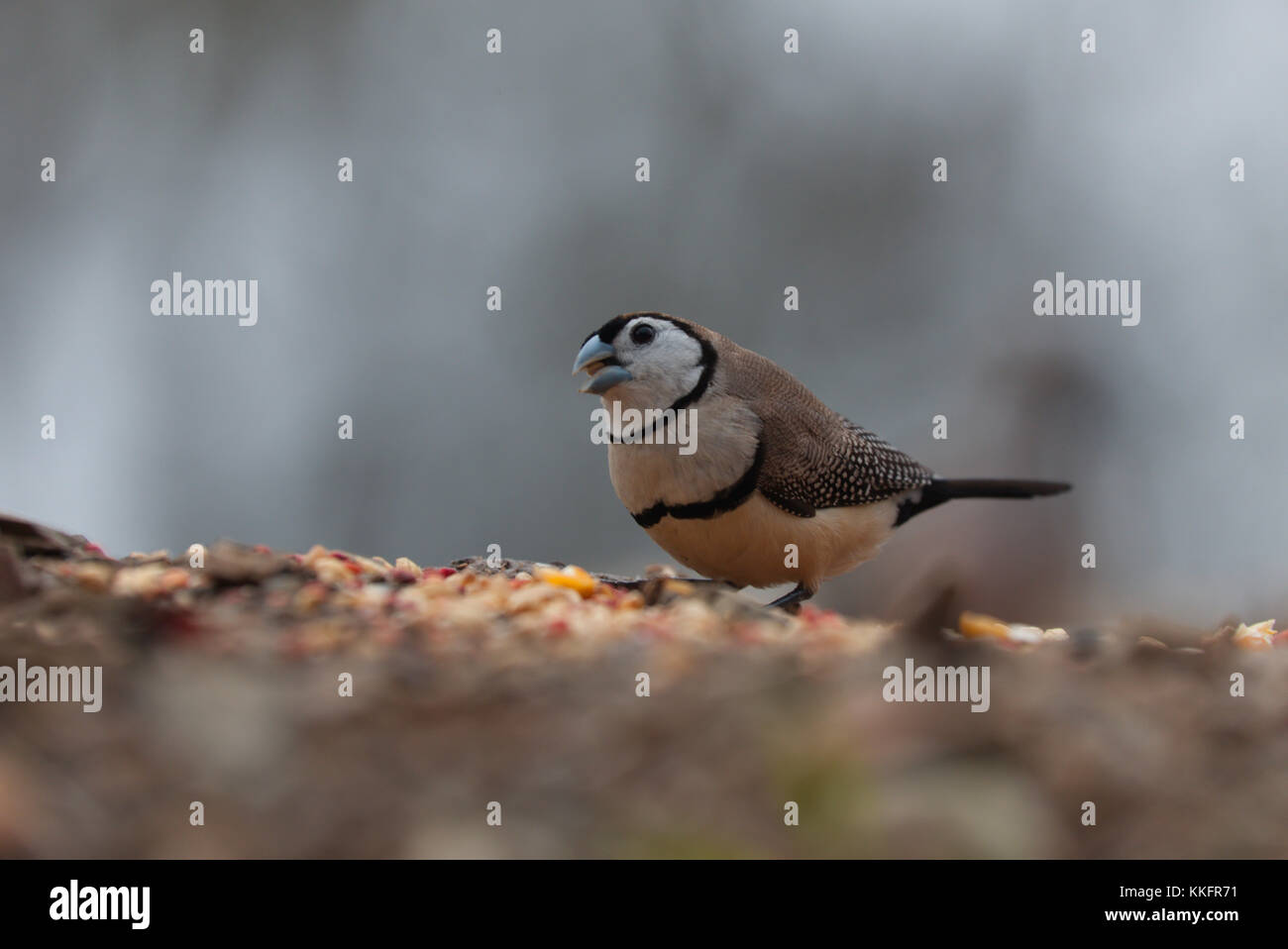 Gros plan d'un Finch à double barreau sur le sol avec des graines dispersées sur un fond flou Banque D'Images