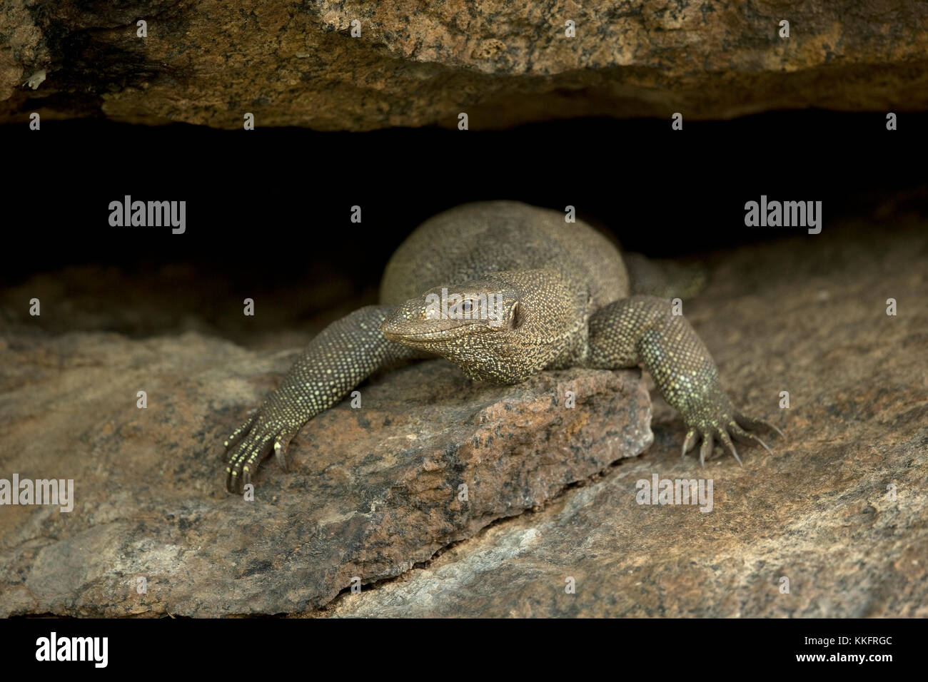 Surveiller les Indiens (Varanus bengalensis) Banque D'Images