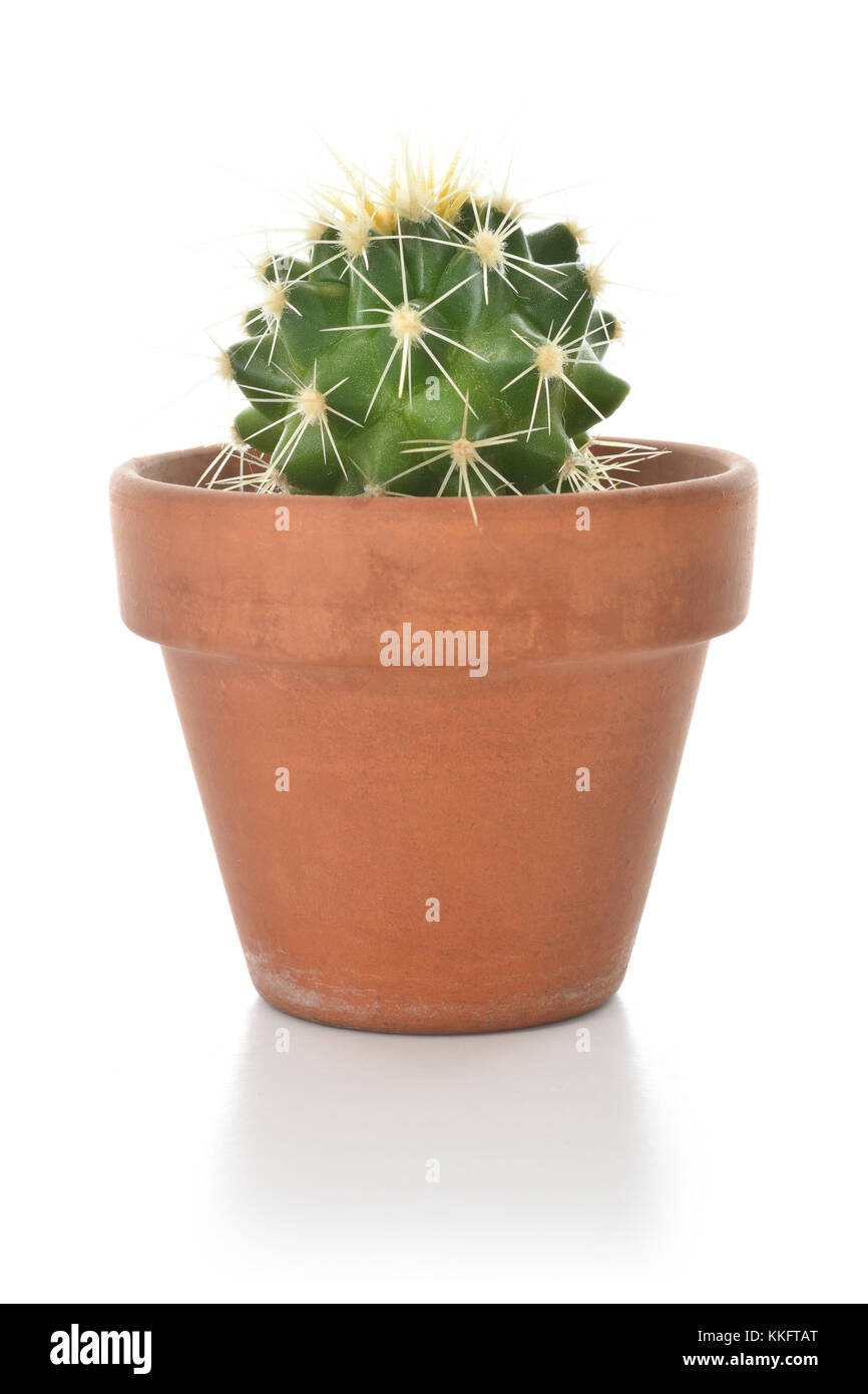 Cactus dans un pot en argile houseplant isolé sur fond blanc. Banque D'Images