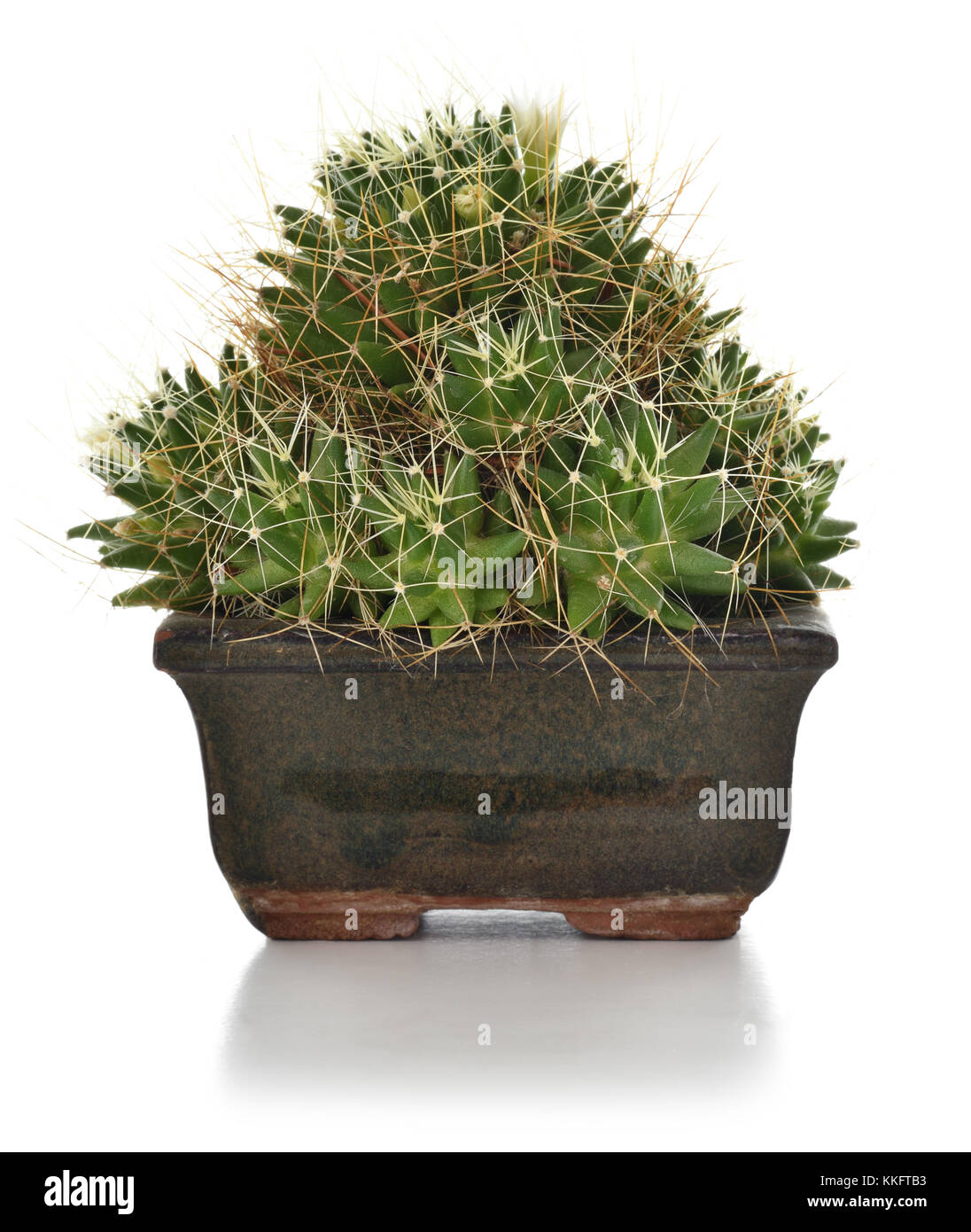 Cactus dans un pot en céramique houseplant isolé sur fond blanc. Banque D'Images