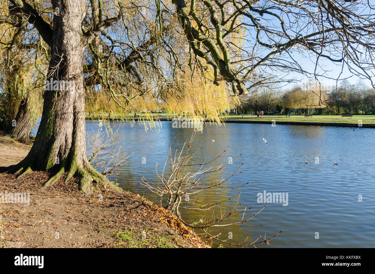 Saule pleureur Salix babylonica ou d'arbres sur les rives de la rivière Avon près de Stratford-upon-Avon dans le Warwickshire en hiver Banque D'Images