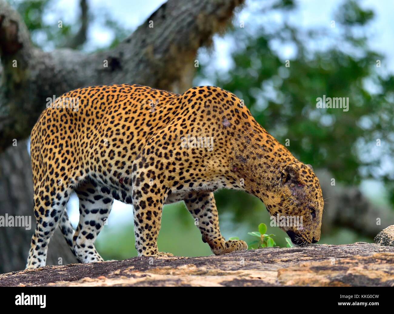 Vieux mâle léopard sur le rocher. l'armée sri-lankaise leopard (Panthera pardus kotiya) mâle.Parc national de Yala au Sri Lanka. Banque D'Images