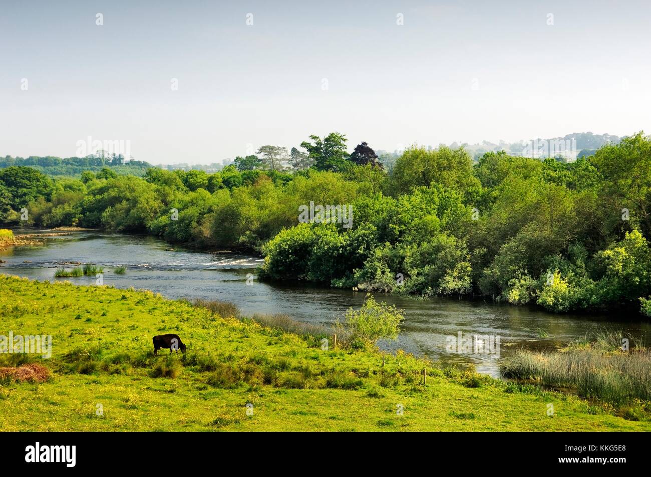 Ford sur la rivière Boyne à Oldbridge où le roi Guillaume d'Orange a franchi à la victoire contre le roi Jacques à la bataille de la Boyne. Banque D'Images