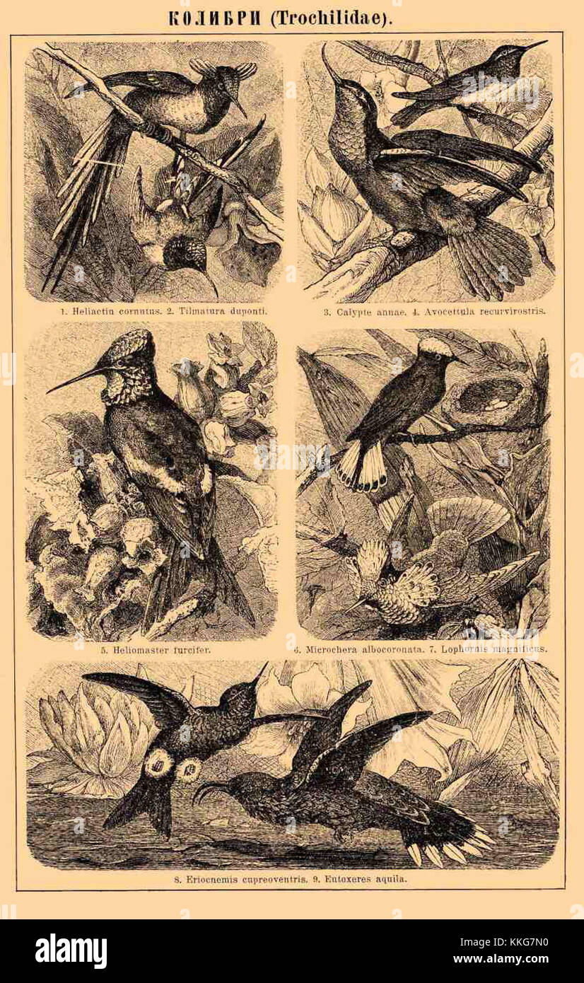 Cette image montre une représentation de colibris du dictionnaire encyclopédique Brockhaus et Efron. Les colibris sont de petits oiseaux colorés connus pour leur vol rapide et leurs habitudes alimentaires, en particulier leur capacité à planer dans les airs tout en se nourrissant de nectar. Banque D'Images