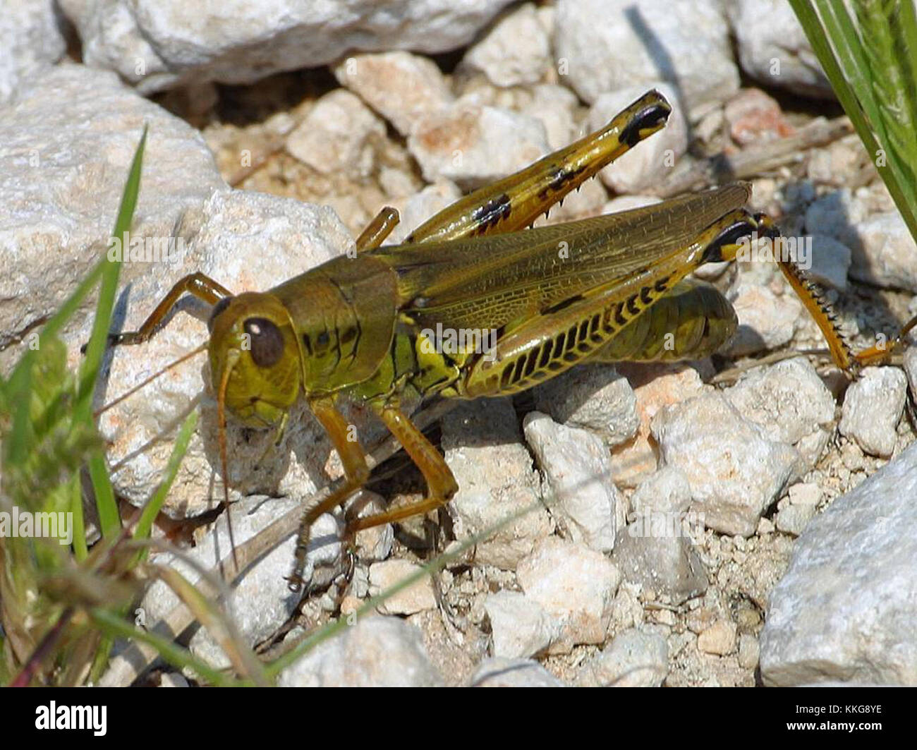 La sauterelle de Louisiane est une espèce de sauterelle trouvée dans le sud des États-Unis, remarquable par sa grande taille et sa coloration distinctive. Banque D'Images