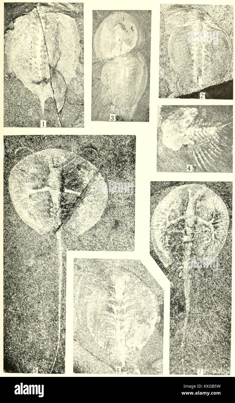Cette plaque fait partie des collections diverses de Smithsonian, volume 85, numéro 3, présentant une image ou un diagramme spécifique. Il met en évidence un sujet ou un objet particulier pertinent pour la collection. Banque D'Images